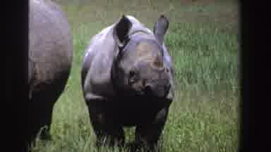 South Africa (1969): A Sihanouk Roaming Thru The Trees Trying To Find Food