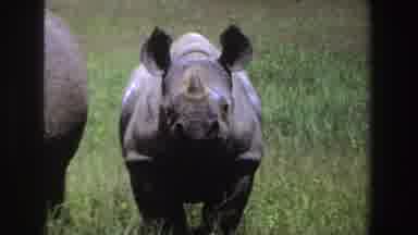South Africa (1969): Rhinos And A Gazelle Stand In Grass Field