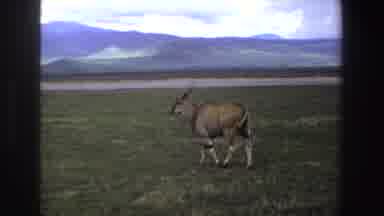 South Africa (1969): A Lone Deer Wandering On A Vast Open Field