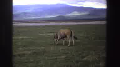South Africa (1969): Small Cow Eating Pasture