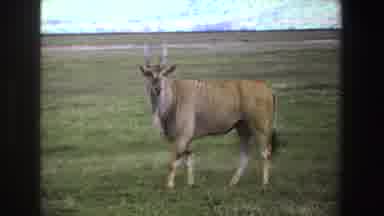 South Africa (1969): Scenes Of Antelope One Shakes Its Head Grassland Mountains In