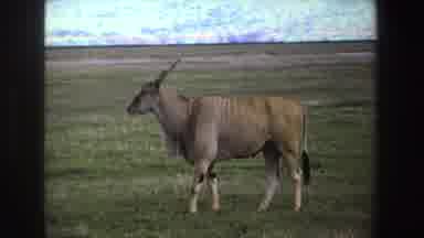South Africa (1969): Majestic Animal With Curly Horns Relaxing Peacefully In The