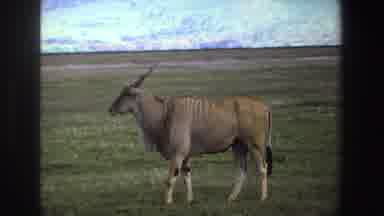 South Africa (1969): A Brown Deer In The Middle Of The Big Green Field And The