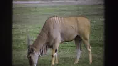 South Africa (1969): A Beautiful And Robust Animal Grazing In Its Natural