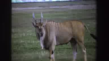 South Africa (1969): An Antelope With Yellow Fur With White Stripes Eating Quietly