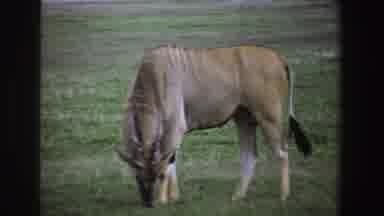 South Africa (1969): Beautiful Wild Animal Eating Grass In Its Natural Habitat