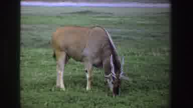 South Africa (1969): Antelope Grazing On Grassland Swishes Tail Flicks Ears
