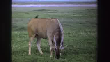 SOUTH AFRICA-1969: Antelope Grazing In Open Field