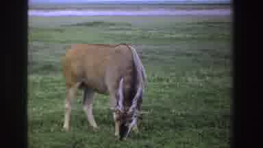 South Africa-1969: Pair Of Gnus Grazing In Green Grass On A Clear Day