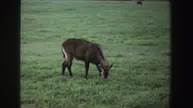 South Africa-1969: Wild Antelope Grazing in Open Field