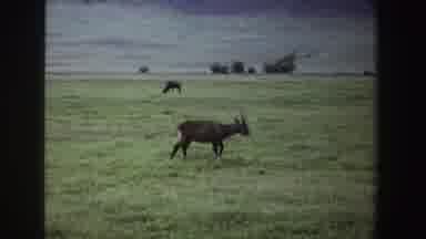 South Africa-1969: Antelope In Grassland Stops To Scratch Side With Back Hoof