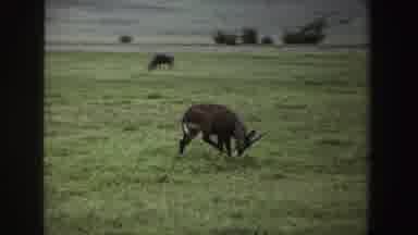 South Africa-1969: View Of Brown Antelope Walking In Green Grass On A Clear Day