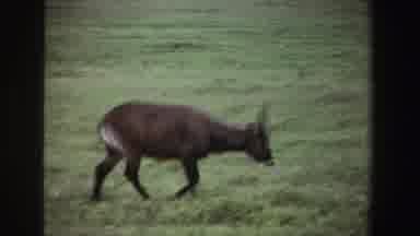 South Africa (1969): A Deer And Doe Eating Grass