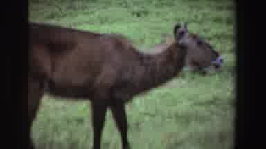 South Africa (1969): Close Up Of Deer In Grassland Bends Down To Graze Chews Food