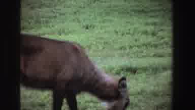 South Africa-1969: Lone Brown Deer Grazing In Green Field