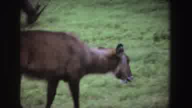 South Africa (1969): Deer Grazing On Green Grassland And African Elephant Near