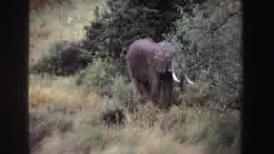 South Africa (1969): Lone Elephant Standing Behind Green Tree On A Clear Day