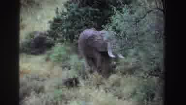 South Africa (1969): African Elephant Foraging For Food In Tall Grass In Trees