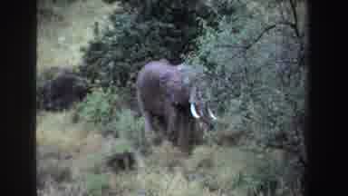 South Africa (1969): A Lone Elephant In The Thick Forest Foraging On Trees