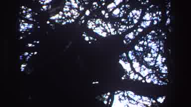 South Africa (1969): View Of Big Cat Silhouette Resting In Tree On A Clear Day
