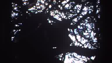 South Africa (1969): Hanging Out Up In The Trees In A Forest At Dusk