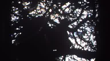 South Africa (1969): A Shadowy View Of What Appears To Be A Big Cat Lurking In The