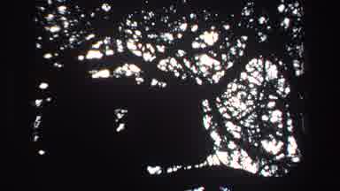 South Africa (1969): Good Morning Sunlight Through The Quiet Oaks Nature At Its