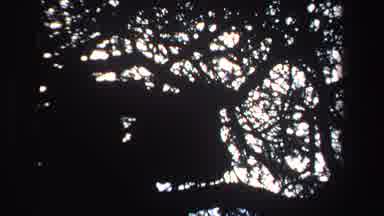 South Africa (1969): View Of Animal Silhouette Resting In Tree On A Clear Day