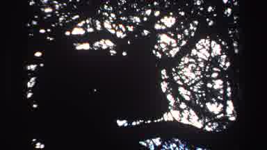 South Africa (1969): An Animal Lays Behind A Tree With A Shadow And Then You See