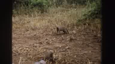 South Africa (1969): Small Animals Adorn The View Of Nature In Its Natural