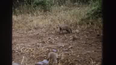 South Africa (1969): Pair Of Mongoose In Green Field On A Clear Day