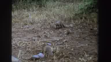 South Africa (1969): A Wild Animal Is Digging In The Ground For Food
