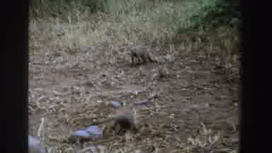 South Africa (1969): A Video Of A Animal Behavior Digging In Dirt