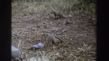 South Africa (1969): An Animal That Looks Like A Weasel Digging In The Ground