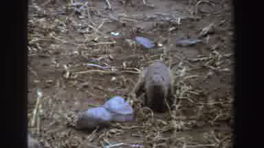 South Africa (1969): A Small Animal Poking His Head In A Hole In The Ground