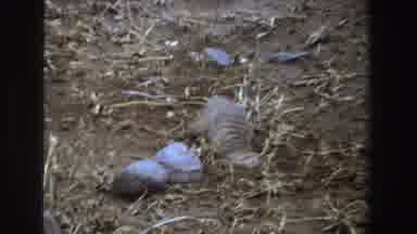 South Africa (1969): A Ferret Digging A Hole In The Ground To Hunt For Food