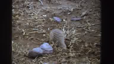 South Africa (1969): A Small Furred Animal Digging In A Hole And Popping His Head