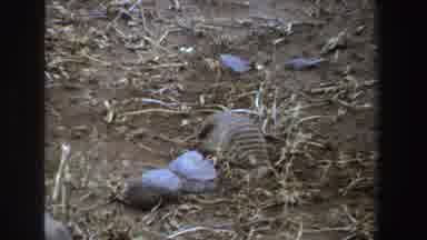 South Africa-1969: Wild Striped Animal Burrowing Into Dry Soil