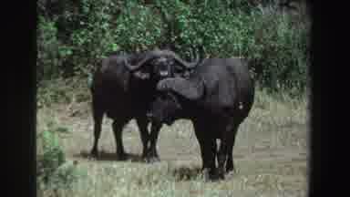 South Africa (1969): Only Two Horned Black Bison In Grass And Shrub Vegetation