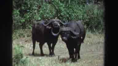 South Africa (1969): Wildebeest Stand On The Grass And Swat At Flies With Their