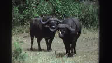 South Africa (1969): Two Cape Buffalo Look Towards Camera Small Bird Hops Around