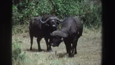 South Africa (1969): Scenes Of Cape Buffalo Cautious Of Camera Person Grassland