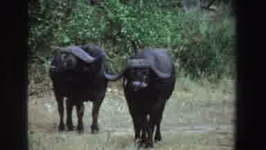 South Africa (1969): Two Cape Buffalo Look In Direction Of Camera Small Bird Hops