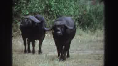 South Africa (1969): A Face To Face With A Cow On A Farm