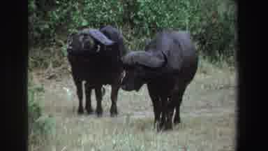 South Africa (1969): Pair Of Black Wildebeests Sniffing Air In Green Field On A