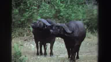 South Africa (1969): Scenes Of Cape Buffalo And Antelope In Natural Habitat Shrubs
