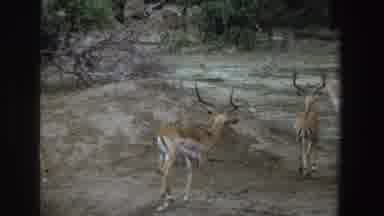 South Africa (1969): Deer Running Free In Africa