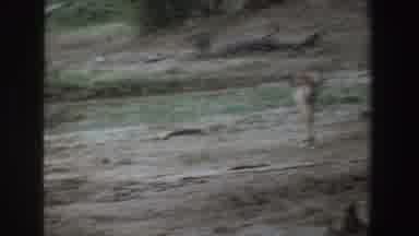 South Africa (1969): Three Gazelle Wandering In The Wild Shaking Their Tails And