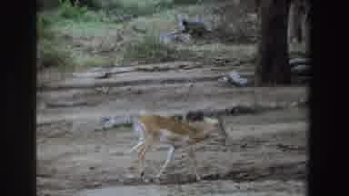 South Africa (1969): Small Deer That Seems Lost In What It Seems To Be Somewhere