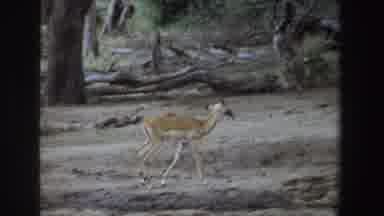 South Africa (1969): Brown Antelope Walks In Green Field On A Clear Day